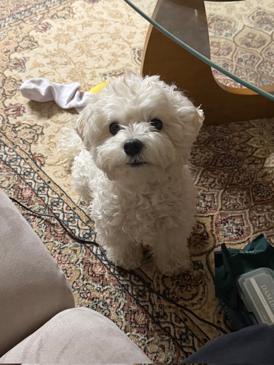 양말도둑이 이렇게 쳐다보면
이건솔직히산책안시켜준아빠잘못이지