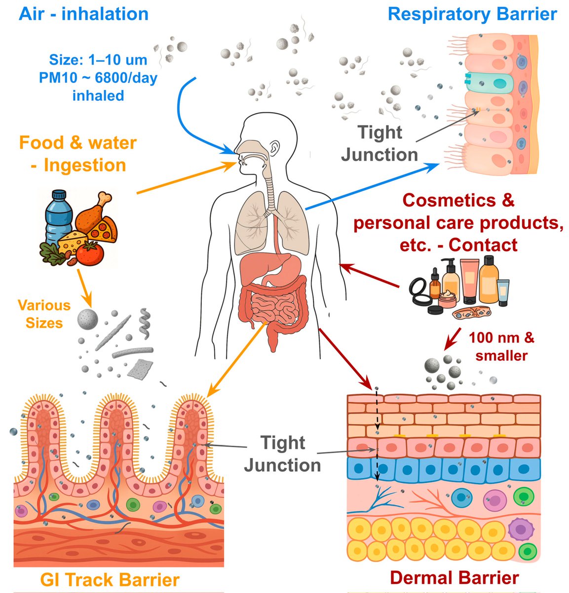 Micro- and Nanoplastics and the Immune System: Mechanistic Insights and Future Directions

This review aims to provide a comprehensive summary of the current knowledge on how MNPs affect the immune system at the cellular and molecular levels.
mdpi.com/2673-5601/5/4/… <a href="/DrRPalmquist/">Dr Richard Palmquist</a>