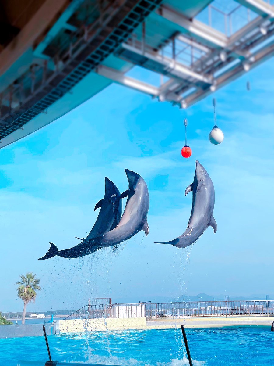 イルカたち、凄く元気だった🐬