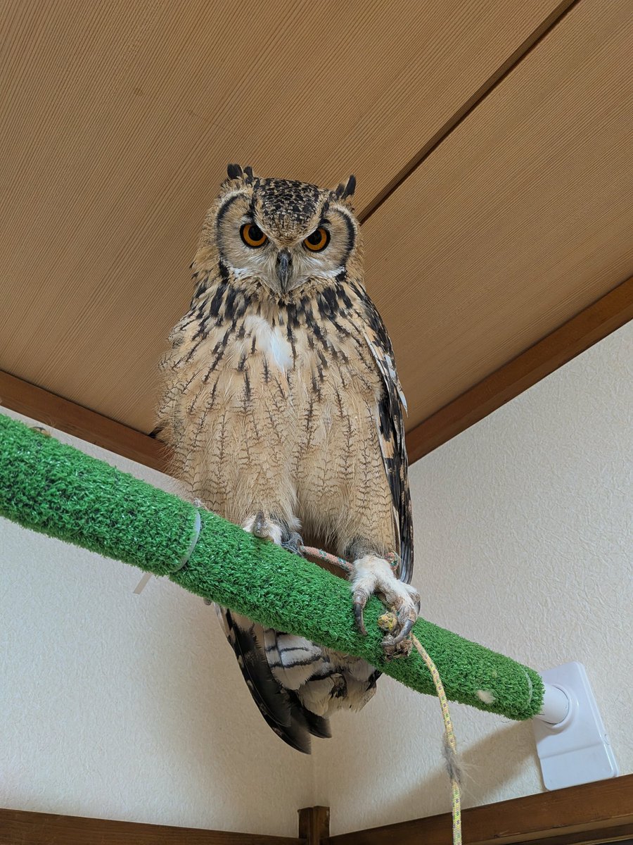 今日、久しぶりにお会いした方に「フクロウちゃんのお名前なんでしたっけ？えーと…エクスカリバー？」って言われました。惜しい!!