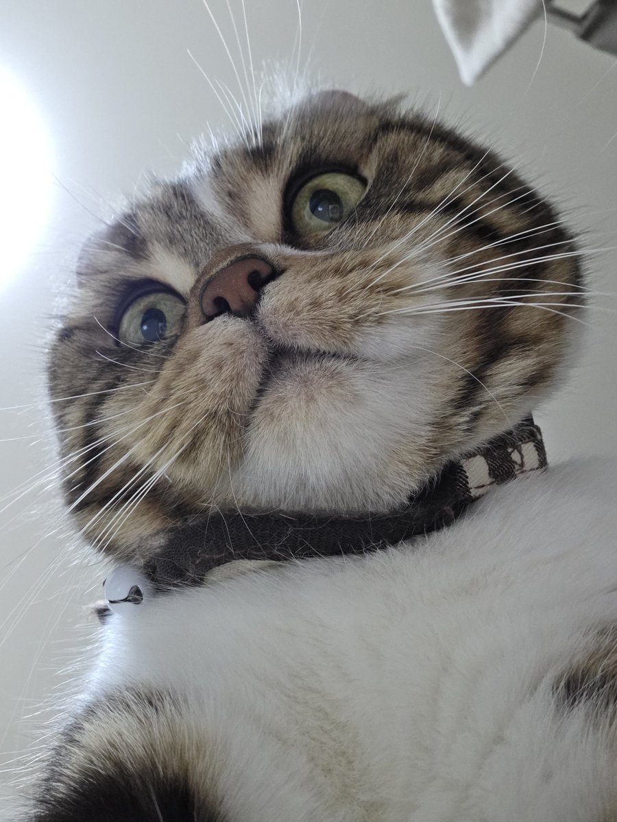 nekonogeboku03's tweet image. きのこ饅頭🍄‍🟫