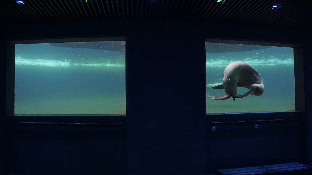 ‘Situatie zeeleeuwen in ARTIS niet verbeterd’
animalstoday.nl/situatie-zeele… <a href="/PvdDAmsterdam/">Partij voor de Dieren Amsterdam</a>