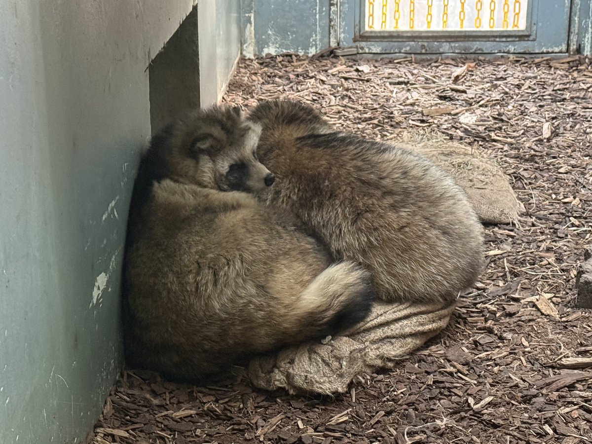 ダブルタヌキ寝入り🐾 #エゾタヌキ #エゾタヌキ協会