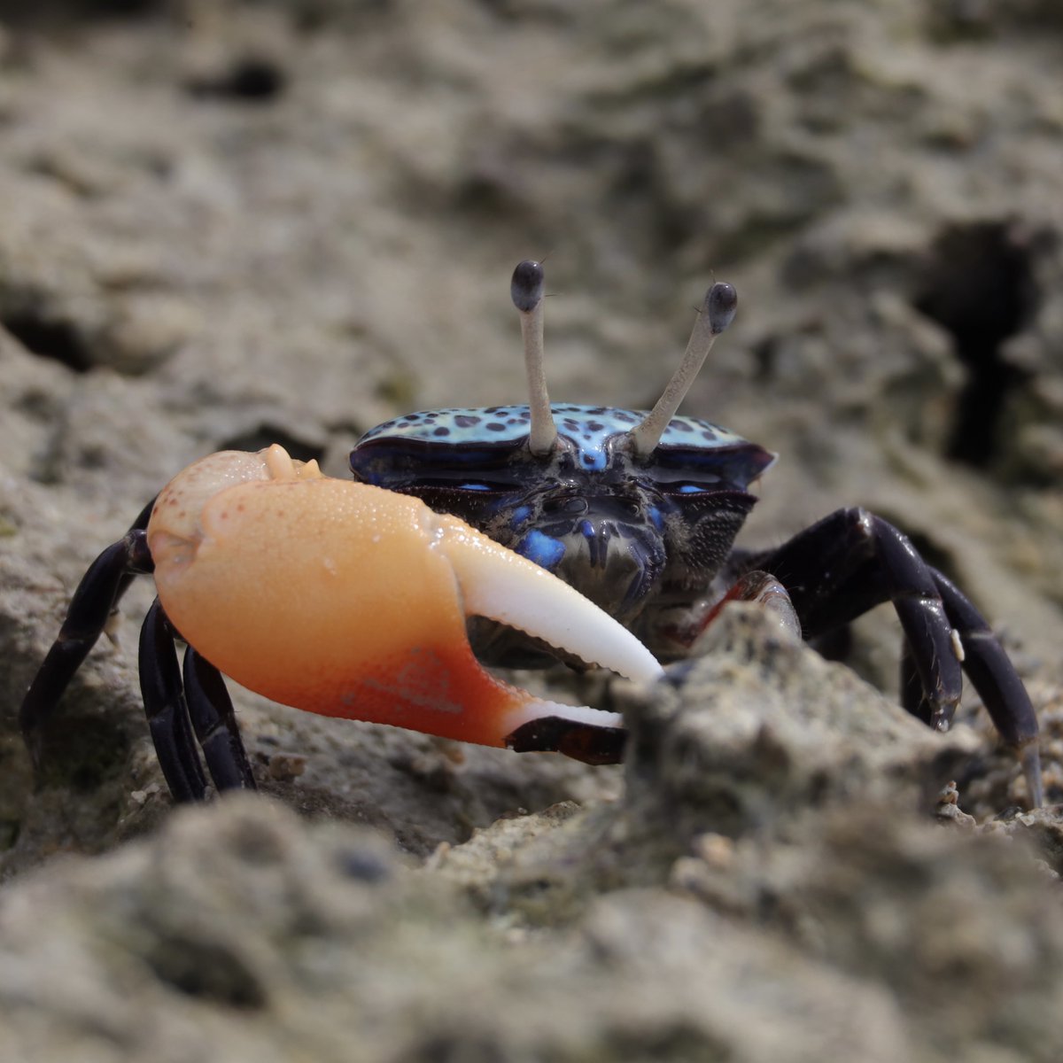 新品 匿名 spindleshanks crab カニ 新品 匿名 spindleshanks crab