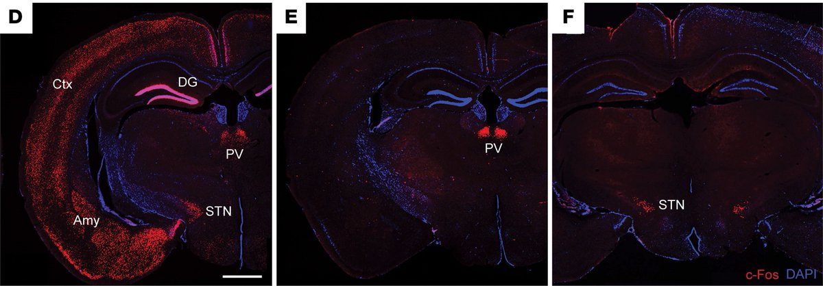 Journal of Clinical Investigation tweet media