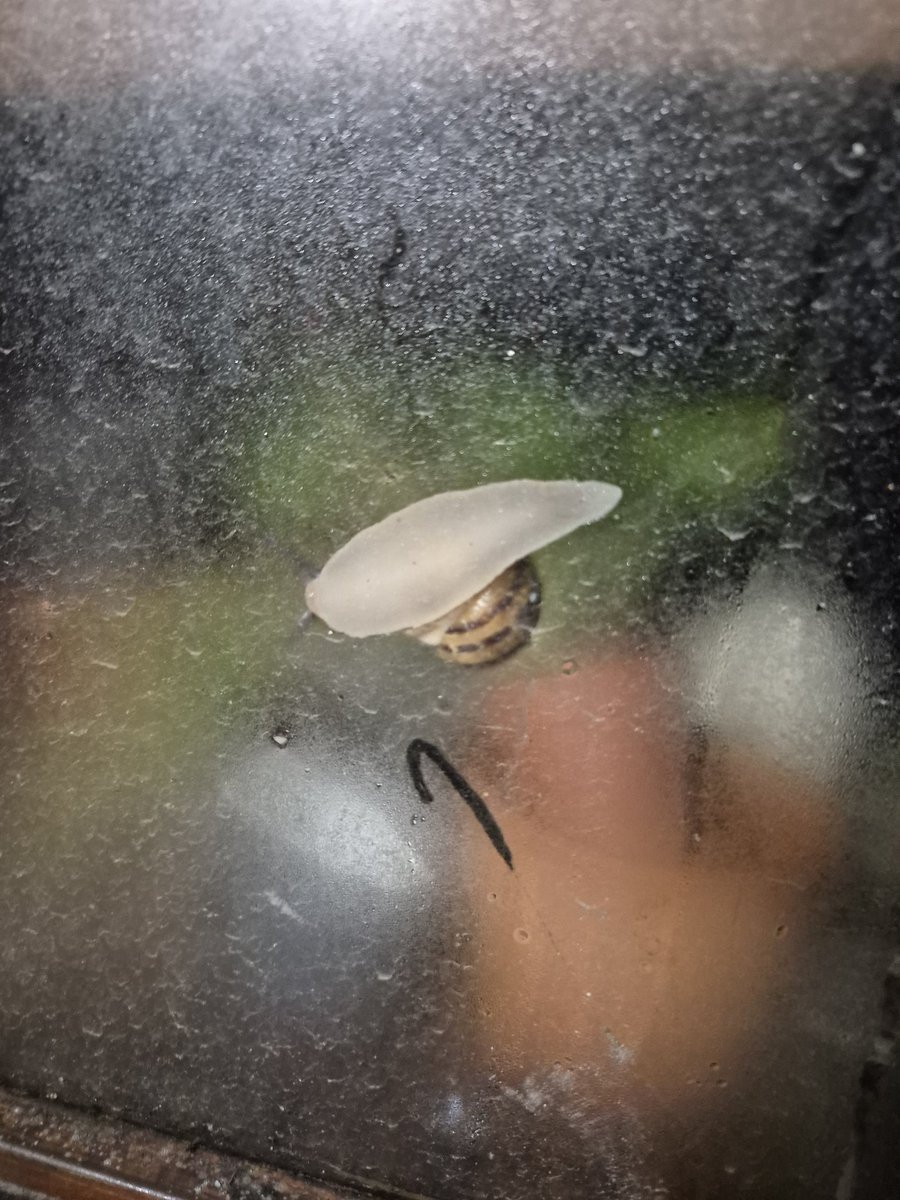 Ash the Dragon: tweet media