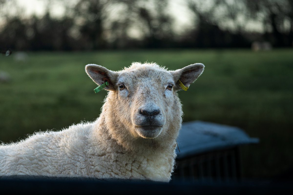LukeJVincent's tweet photo. #sony #a6700 #wales https://t.co/IukJtseWca