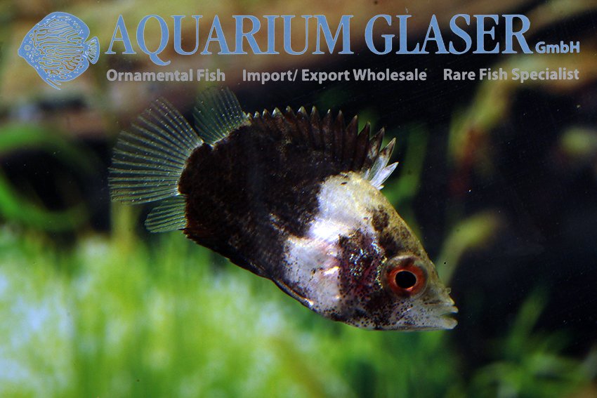 aquariumglaser's tweet photo. #Polycentropsis #abbreviata
find more details and pics @ https://t.co/kgExUnvbBk https://t.co/MzwIbTntny