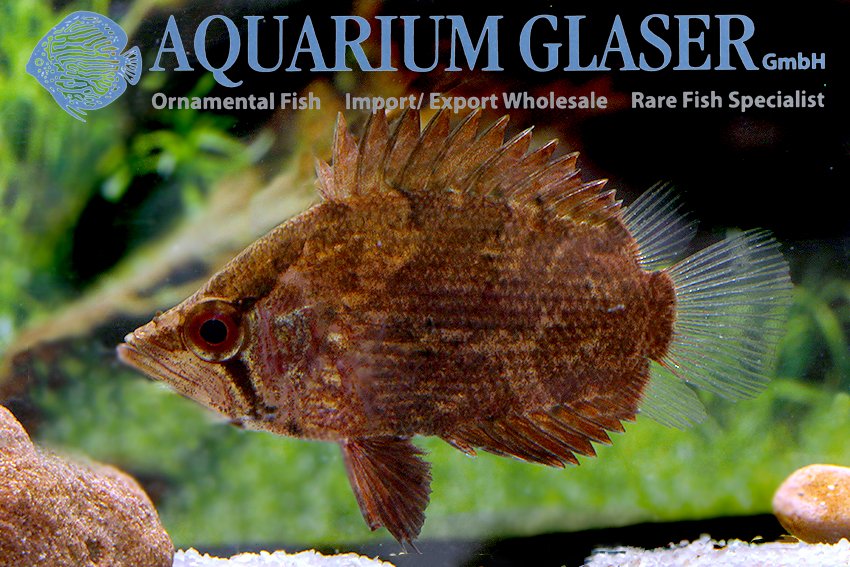 aquariumglaser's tweet photo. #Polycentropsis #abbreviata
find more details and pics @ https://t.co/kgExUnvbBk https://t.co/MzwIbTntny