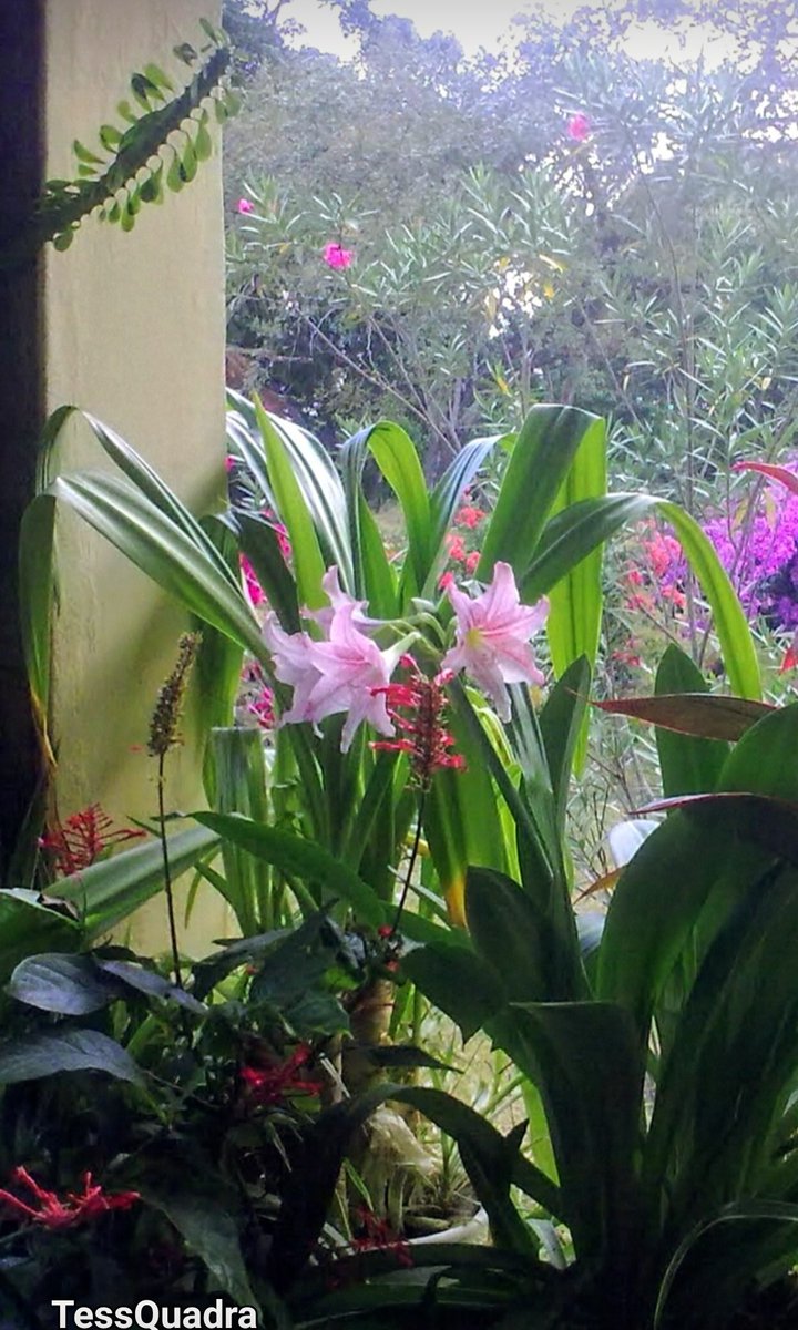 Kon_tessa's tweet image. #AlphabetChallenge 
#WeekWforWindows 
My lanai window in Mombasa 🌼🌸❇️💮🌼