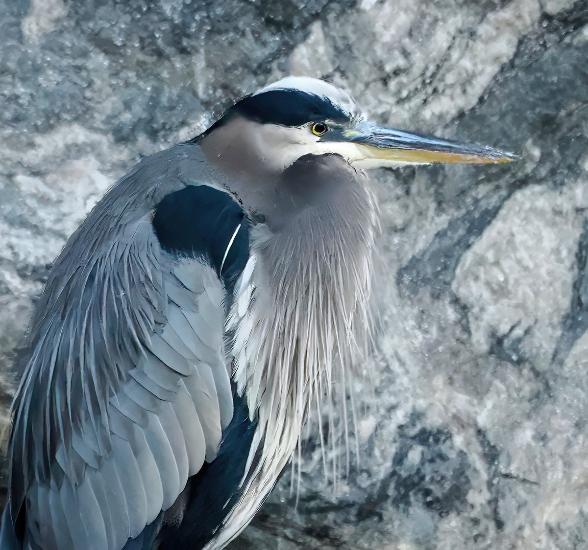 Above96th's tweet image. I was thrilled to see a magnificent Great Blue Heron on the Harlem Meer this morning. What do you think of this gray on gray capture? 🩶🖤🩶 #Herons #CentralPark #birdcpp