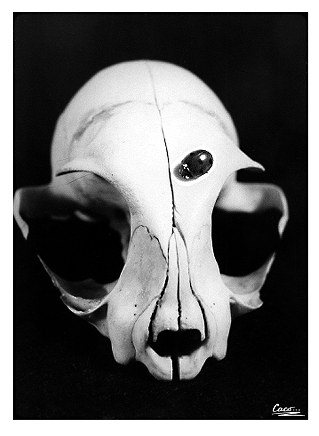 caco_darkage's tweet photo. Ladybug watches death
#anlogphotography #35mm #35mmfilm #zenitttl #blackandwhitephotography #ladybug #skul https://t.co/V55kKk1L1Q