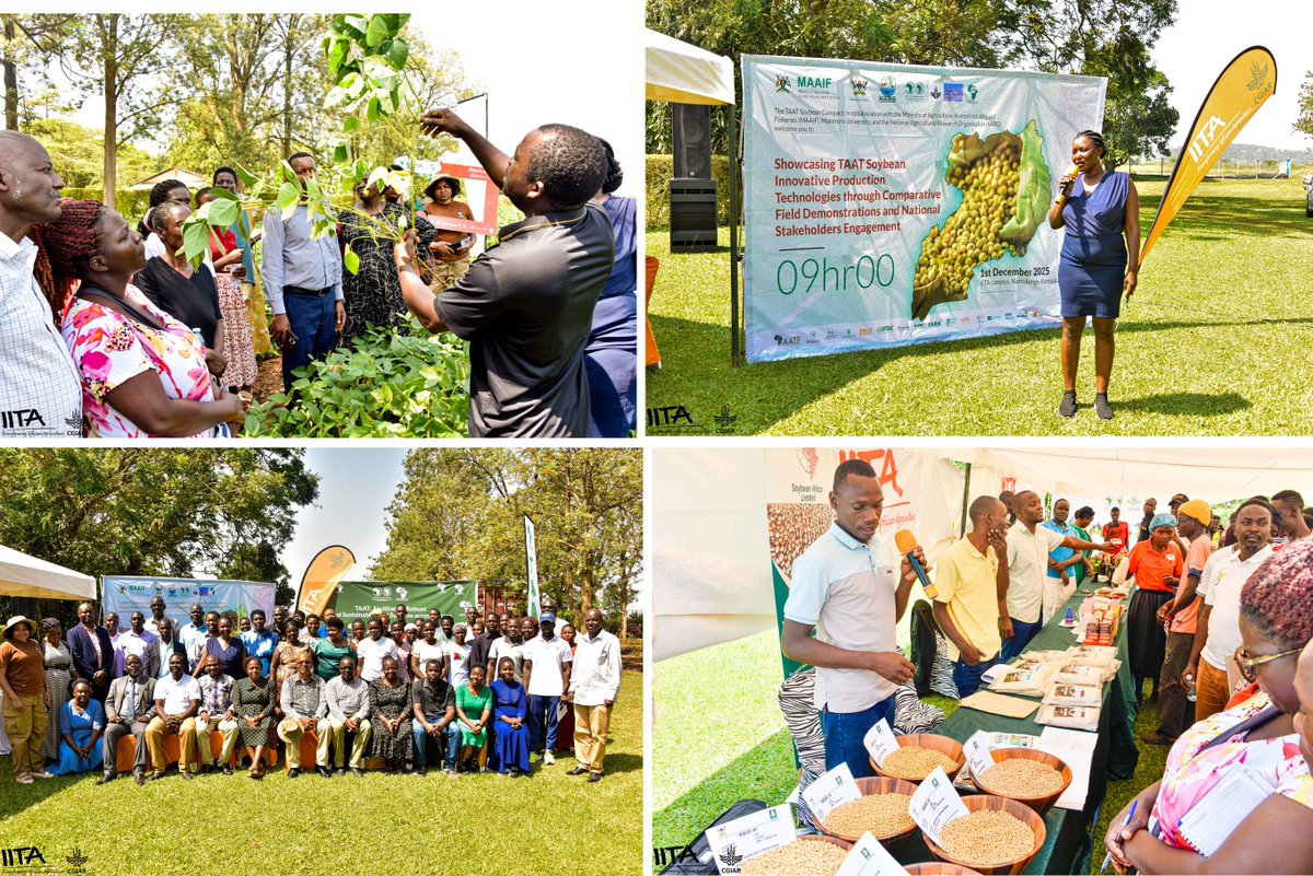IITA_Uganda's tweet photo. You're invited to watch the exciting coverage of our Soybean Green Field Day on Bukedde TV (Uganda) tonight at 10:00pm (EAT)!

Join us as we showcase the latest innovations in soybean production, hear from experts, and meet the farmers and youth making a difference in agriculture https://t.co/ICxfsBNzxi