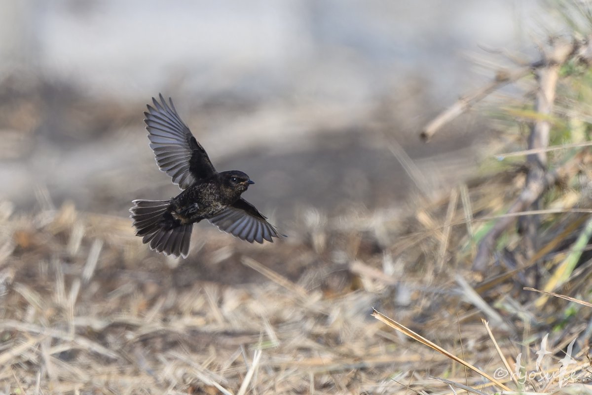 なんか黒いの🐦‍⬛