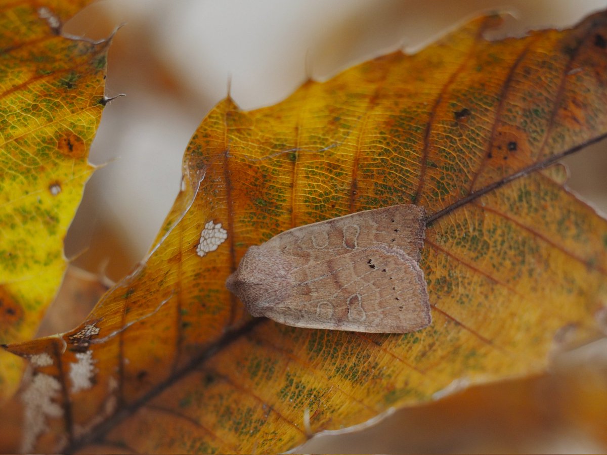 調査中に見つけたキリガ類
2025.12.3 @愛媛県 
#フサヒゲオビキリガ