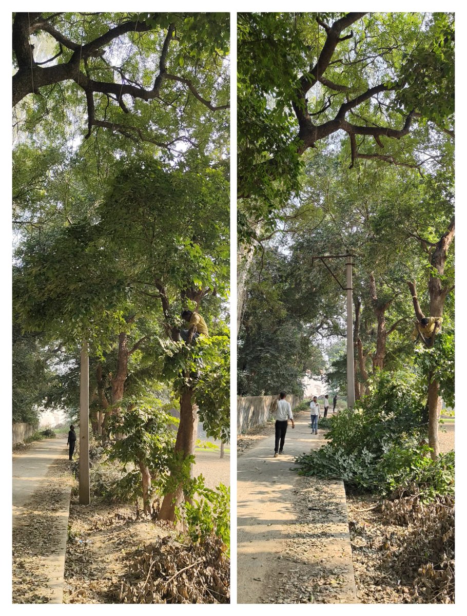 AjayKumar228612's tweet photo. आज दिनांक 03.12.2025 को विद्युत उपकेंद्र इटौजा /कठवारा /कुमरावा बीकेटी लखनऊ के अंतर्गत 11 केवी लाइन में लग रही पेड़ की डालियों को काटने का कार्य व अन्य अनुरक्षण एवं  मरम्मत का कार्य किया गया
@11KVJANKIPURAM 
@MVVNLHQ 
@ARUNKUM68219562 https://t.co/SfWUEAJwdv