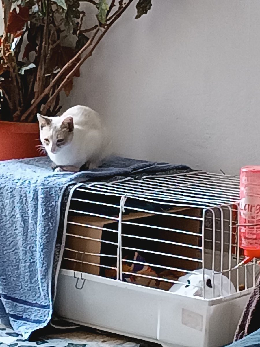 beadifusiones's tweet photo. ✨ ¡Increíbles noticias, chic@s! ✨
Luz ya tiene hogar… ¡y su hermanito será nada menos que Turroncito! ❤️
Aquel negrito que rescatamos el invierno pasado ahora tendrá una compañerita para compartir su vida.
Gracias a familias que abren su corazón a otro angelito. 💚🐾 https://t.co/cBU7ZJsHg0