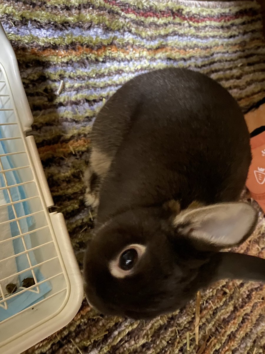 tmhrooio2's tweet photo. こうしくん、ベルちゃんもうおやすみしてええかい https://t.co/SEoYaPvYuP