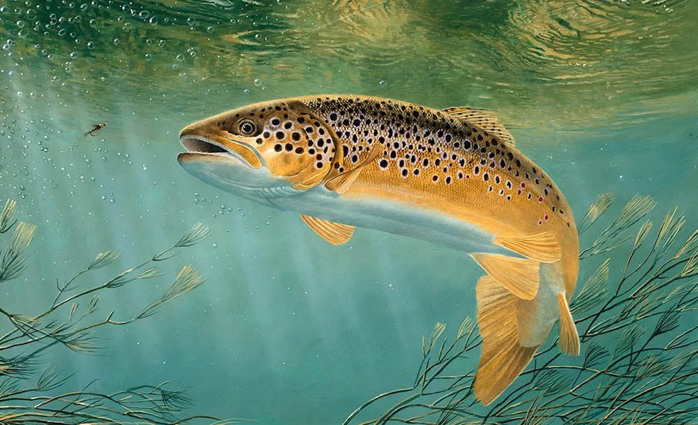 Brown Trout 

🎨 David Miller Art