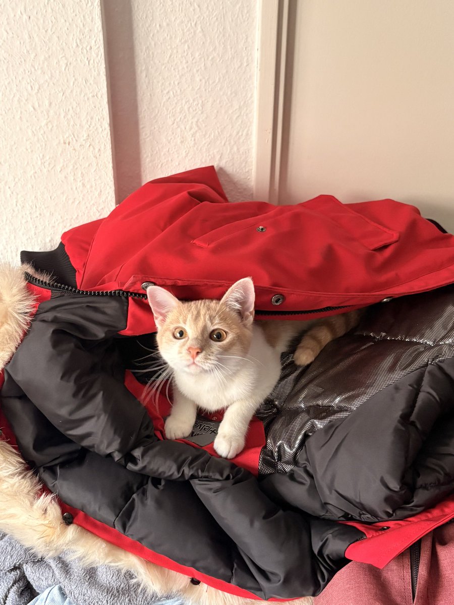 ultialechat's tweet photo. bah mon cœur, t’as froid alors tu mets ta doudoune ? https://t.co/2dValvMfeq