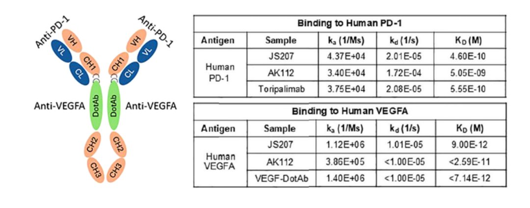 chuminhua432's tweet photo. ESMO Asia 2025: 🇨🇳Junshi Biosciences will present the first clinical trial data for its PD-1/VEGF bispecific antibody #JS207 in a poster session.

JS207 is currently in Ph2. Structurally, it differs significantly from other PD-1/VEGF bispecifics: its VEGF nanobody domain is embedded in the hinge region of the PD-1 antibody.

The study consists of Part A (dose escalation and expansion) and Part B (indication expansion).
- Part A enrolled patients refractory to standard therapy, using accelerated titration and Bayesian optimal interval design with JS207 administered intravenously every 3 weeks (Q3W) at doses ranging from 1 to 20 mg/kg.
- Part B evaluated JS207 at 10 and 15 mg/kg Q3W as first-line treatment in patients with PD-L1-positive (TPS ≥1%) advanced NSCLC, HCC, and RCC.

As of August 6, 2025:
- Part A: 23 patients enrolled
- Part B: 75 patients enrolled (32 PD-L1+ NSCLC at 10 mg/kg in Part A; 31 PD-L1+ NSCLC, 4 HCC, and 8 RCC at 15 mg/kg in Part B)
Median follow-up: 11.5 months (Part A), 6.5 months (Part B)

Results
- Part A: 1 urothelial carcinoma patient (10 mg/kg) and 1 MSI-H colorectal cancer patient (20 mg/kg) achieved durable partial responses (>17 months and >8 months, respectively).
- Part B: ORR and DCR in evaluable patients are shown in the below table. 

10 mg/kg Q3W was selected as the recommended Ph2 dose — aligning with 3SBio' SSGJ-707 similar dosing strategy but lower than Akeso’s ivonescimab.

Safety Profile:
- No dose-limiting toxicities observed
- Most common TEAEs (≥25%): proteinuria, hypoalbuminemia, hypertension, and anemia.
