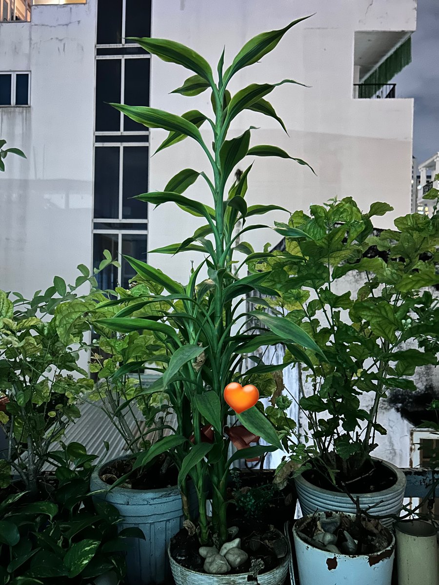 Mine has grown this much 🥹 nong still keeps the same orange bow like before