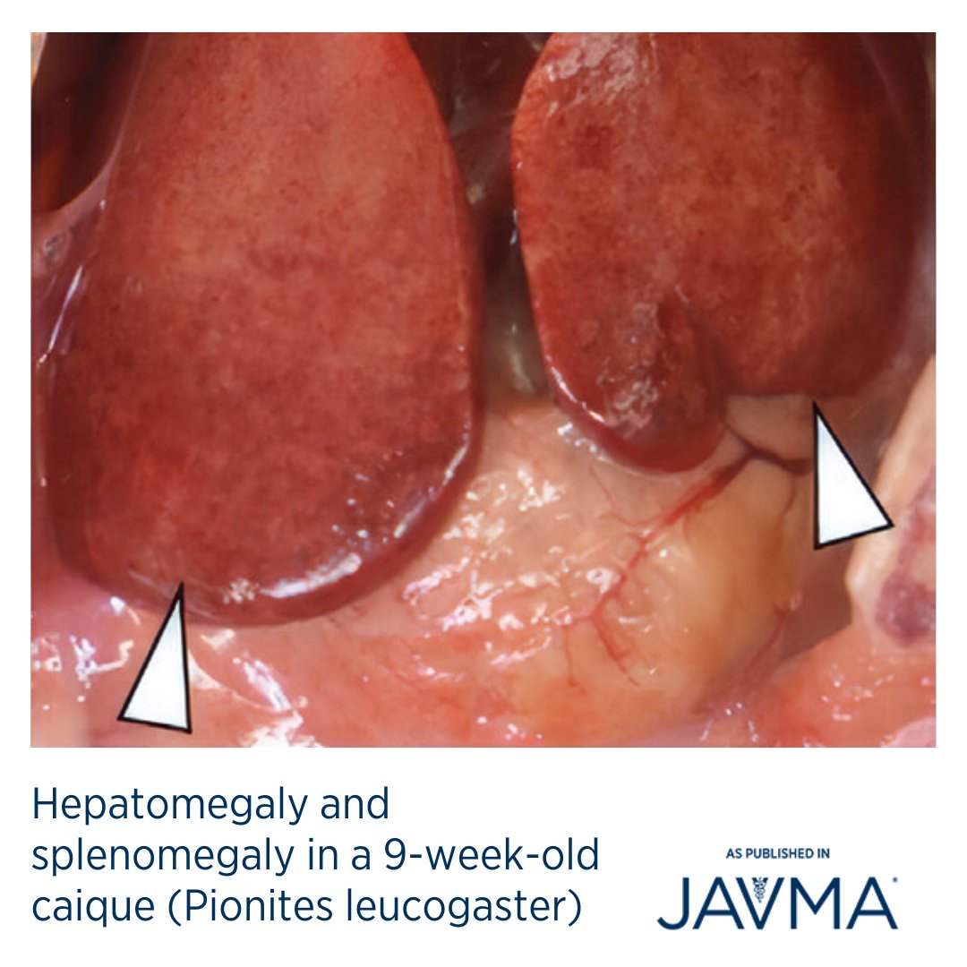 AVMAJAVMA's tweet image. It&apos;s &quot;What is Your Diagnosis?&quot; Wednesday! What are your differential diagnoses for acute lethargy, decreased appetite, and altered vocalizations in a 9-week-old female caique (Pionites leucogaster)? Full case: jav.ma/caique @lsuvetmed #avian
