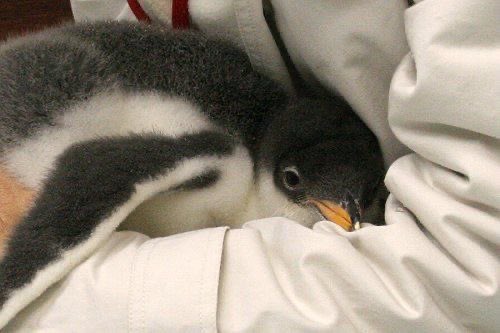 CuteFixDaily's tweet image. &amp;lt;3