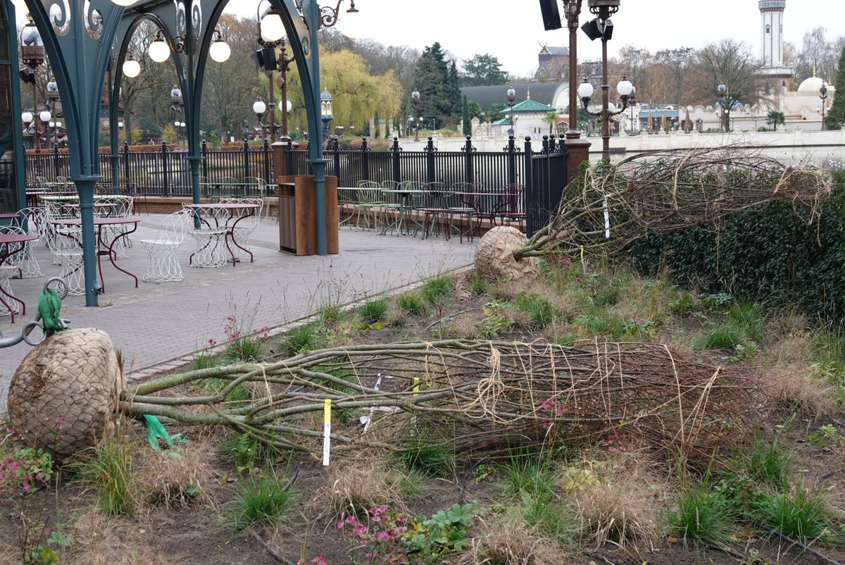 Ze zijn op het terras van brasserie 7  om nieuwe boompjes te zetten. #Efteling #Themepark #EftelingGrandHotel #WinterEfteling