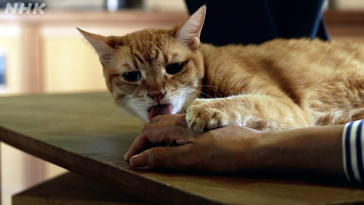 NHK_PR's tweet image. 【ネコメンタリー】

今回は『天才柳沢教授の生活』『ランド』などで知られる漫画家・山下和美さんと愛猫モンド。一人と一匹の暮らし。

エッセイの朗読は松本若菜さん

4（木）夜10:30 #Ｅテレ
web.nhk/tv/pl/series-t…