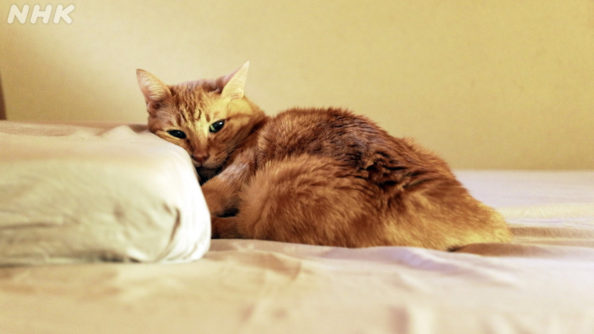 NHK_PR's tweet image. 【ネコメンタリー】

今回は『天才柳沢教授の生活』『ランド』などで知られる漫画家・山下和美さんと愛猫モンド。一人と一匹の暮らし。

エッセイの朗読は松本若菜さん

4（木）夜10:30 #Ｅテレ
web.nhk/tv/pl/series-t…