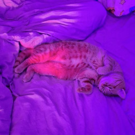 лисичка на свій день народження вирішила зробити збір нам на зимову гуму а свиня дуже просить підтримати свій батальйон (якому він запердів тачки але такий шлях)

send.monobank.ua/jar/6TkyrqFeXh