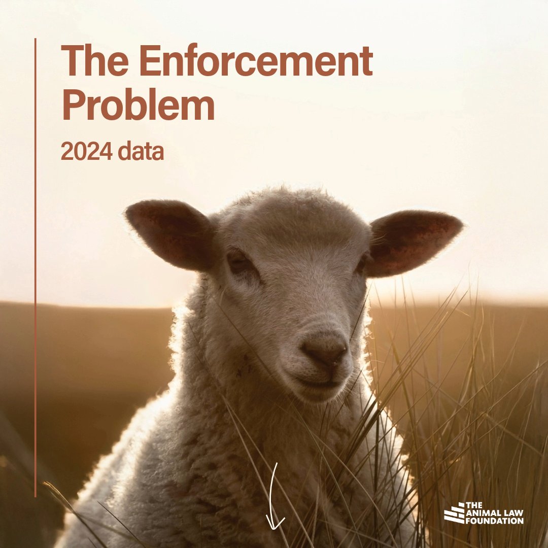 AnimallawFDN's tweet photo. BREAKING: Our newly published data on #TheEnforcementProblem shows the UK is home to systemic breaches of animal protection laws but no prosecutions.  

🔍 Find our new report here: https://t.co/wiQC9a32Nk

Scroll to see what we found 🧵👇 https://t.co/RS2OkRjmMd