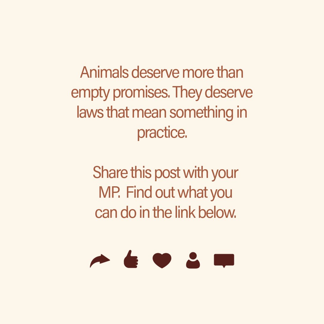 AnimallawFDN's tweet photo. Animals deserve more than empty promises. They deserve laws that mean something in practice.

Read our report and share with your MP: https://t.co/wiQC9a32Nk 

#AnimalLaw #AnimalProtection #TheEnforcementProblem https://t.co/dHSUKp1YYX