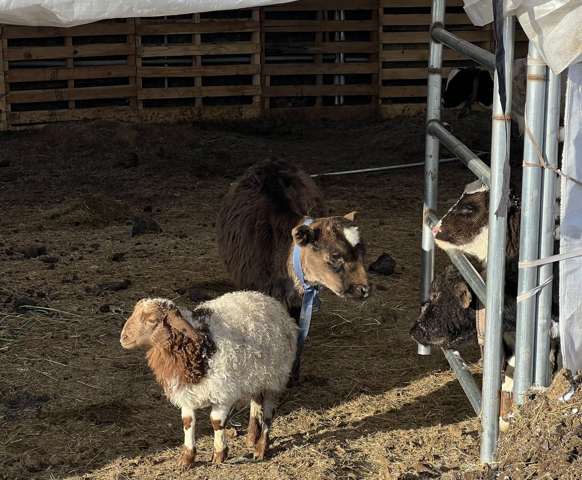 Өөрийгөө тугал гээд бодцон хурга нэг бий 🤭😌