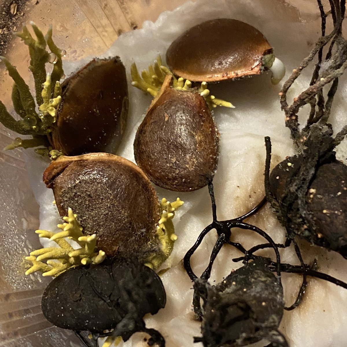 日本菌学会 (@Mycology_Japan) / Posts / X