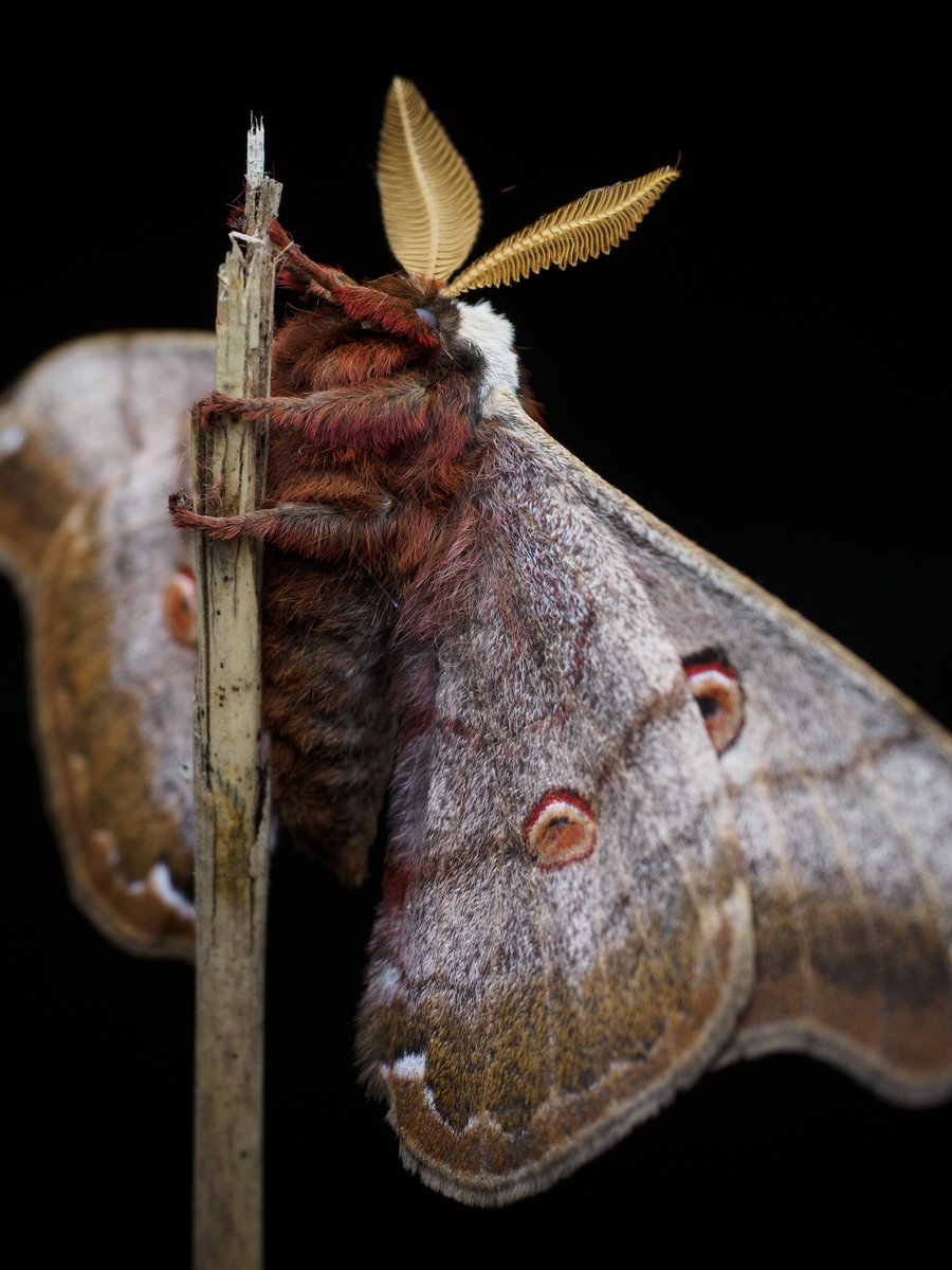 Actiusaliena's tweet image. ヒメヤママユを横から