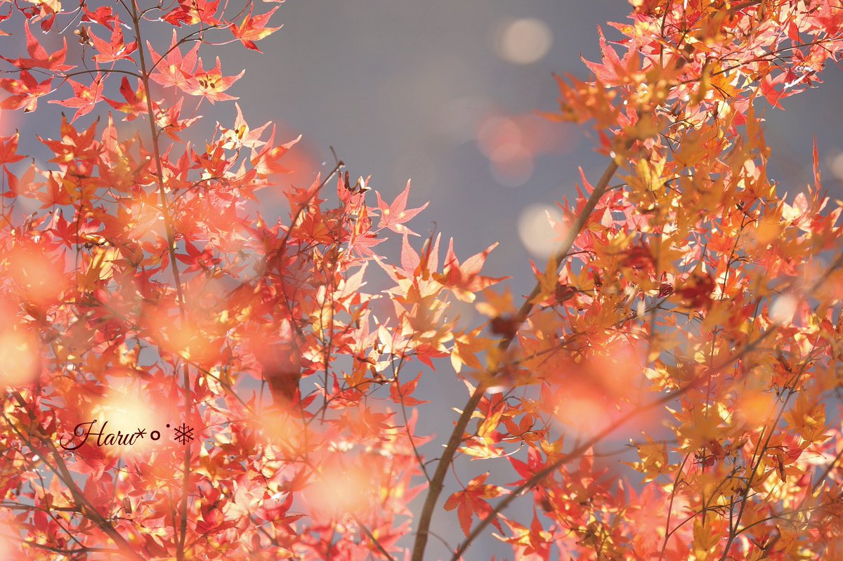 HaruKaoruh's tweet photo. ＊.゜

うつりかわり

＊.゜

#キリトリセカイ 
#紅葉 https://t.co/ZwrY9vs3qc