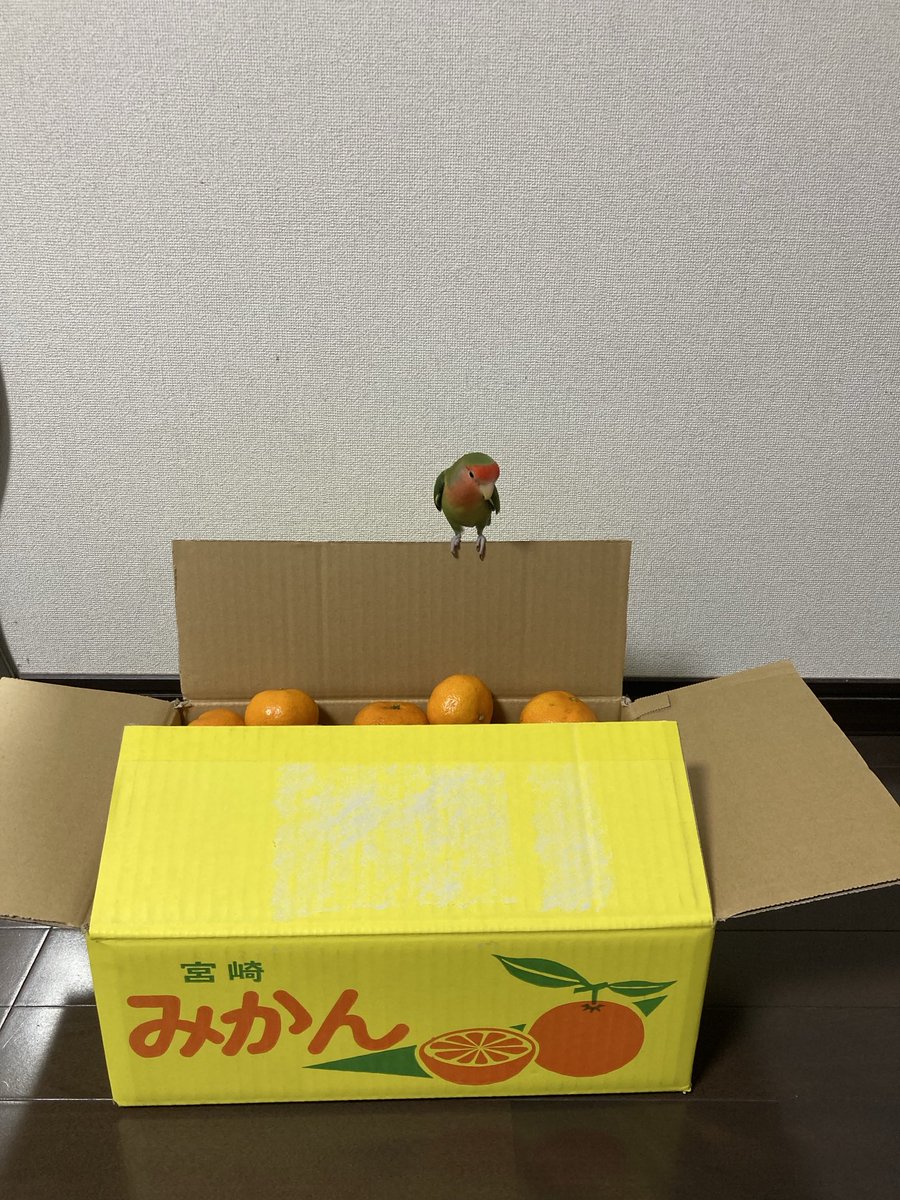 お疲れさまです🌙
今日はみかんの日ということで、いつもより多めに良質な天然ビタミンCを摂取しました💪🍊
早くも寒波が来ておりますので、体調に気をつけてお過ごしください🍀