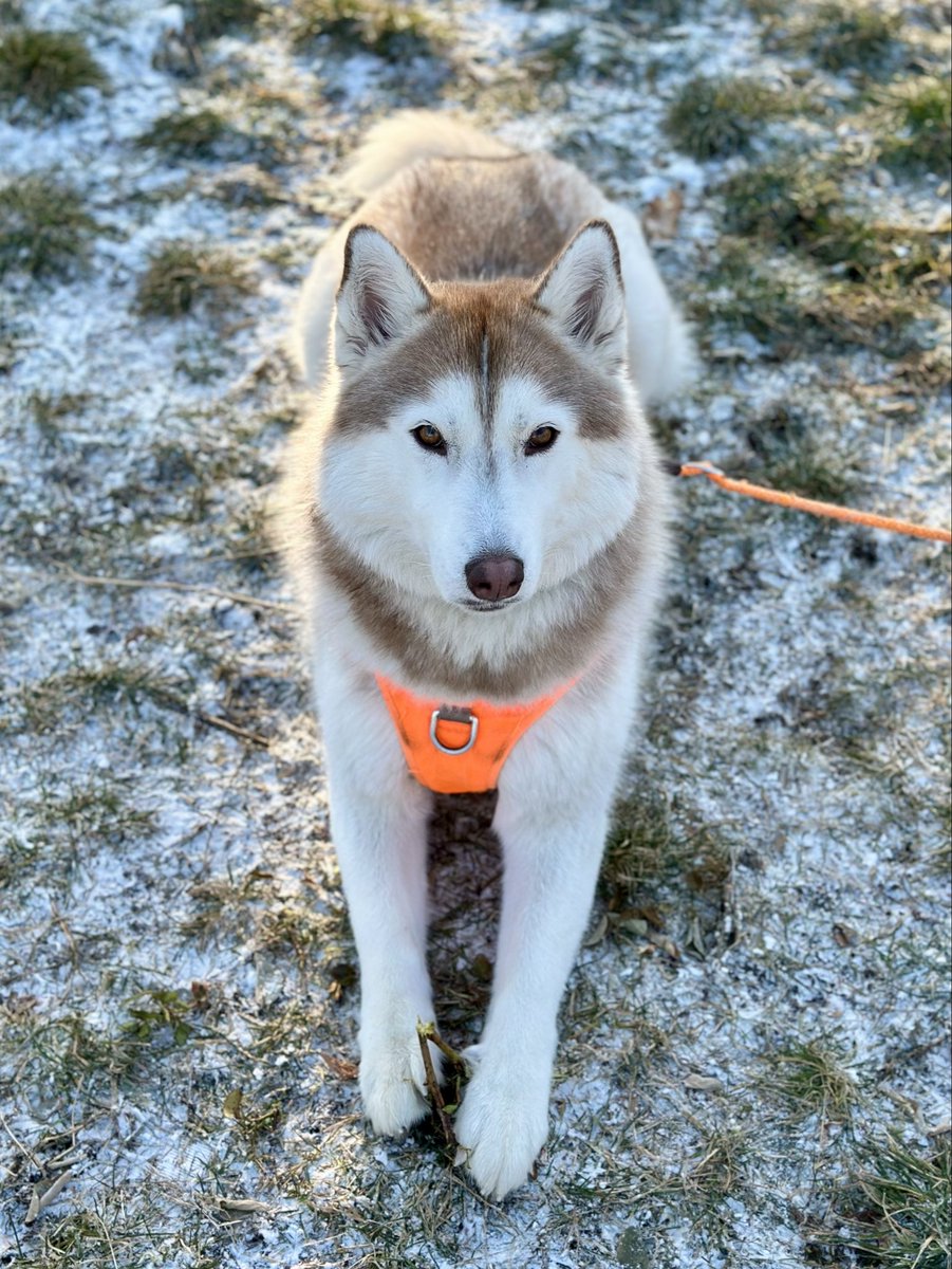 ウツクシーヌ🐺✨