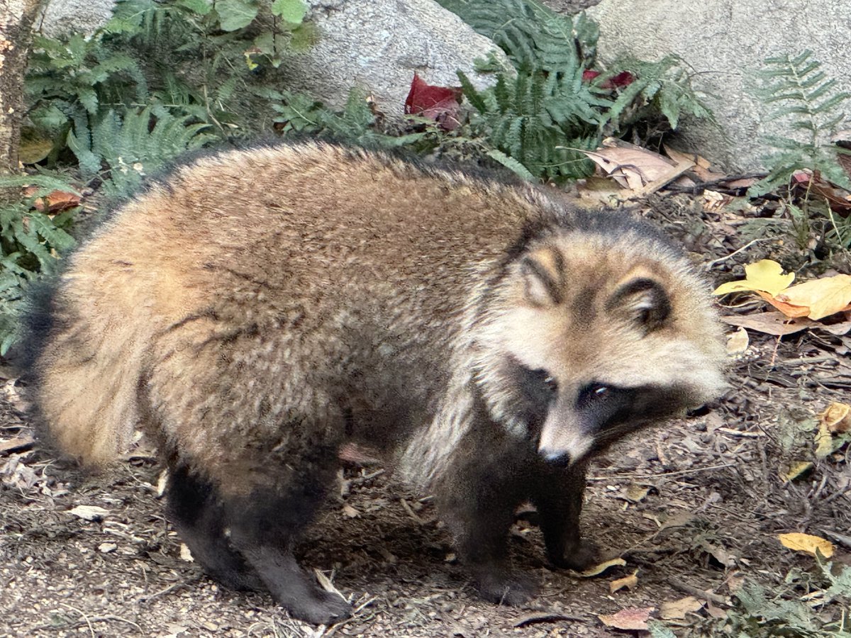 夏のお姿と比べると違いが一目瞭然ᐢ⓿ᴥ⓿ᐢ