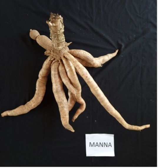 ICAR-CTCRI tweet media