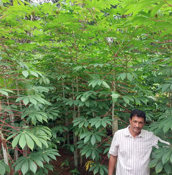 ICAR-CTCRI tweet media