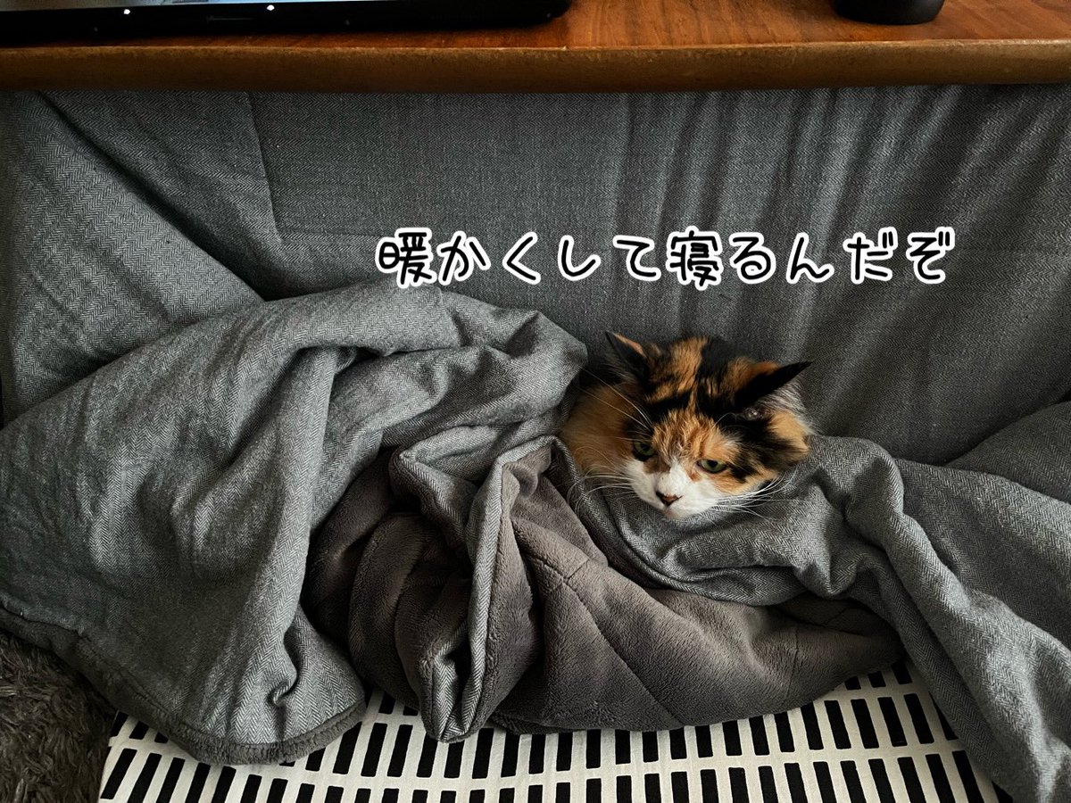 ねこねこ空港 (@nekoneko747) / Posts / X