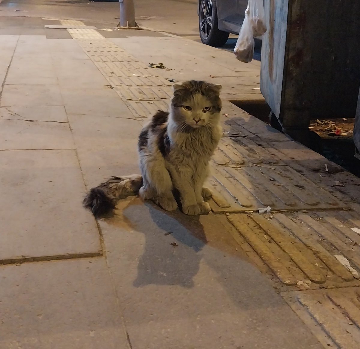 Esenyurt kedisi (en sokak kedim)