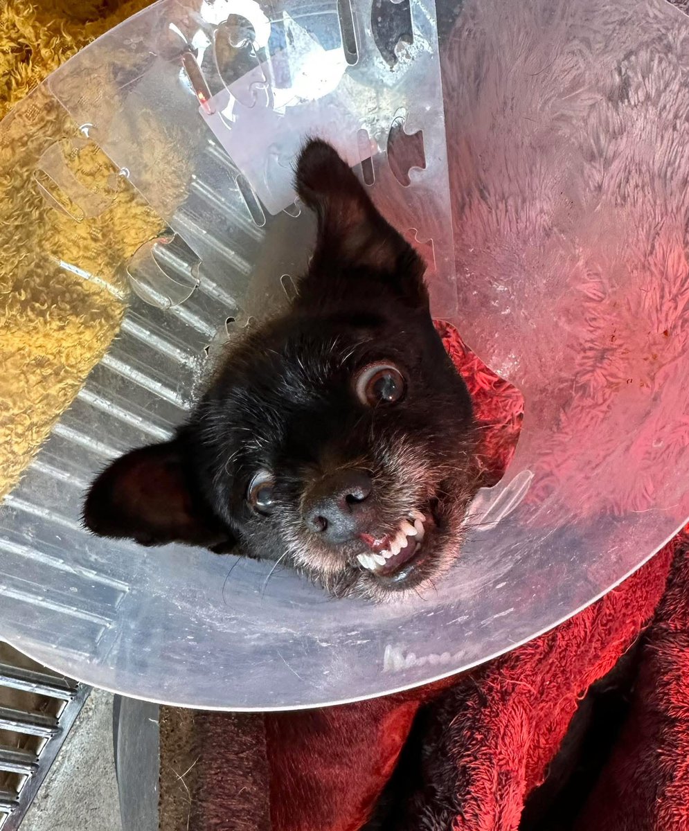 GalgosdelSol's tweet image. I asked GG if we could be friends today… it was a no 😭