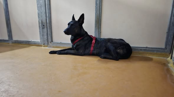 Tierheim Düsseldorf Kopie:
Dringend, bitte teilen! 
Wer kennt diesen Hund?
Er soll gestern Abend am Hauptbahnhof (Konrad-Adenauer-Platz) von einer Person eingefangen und zum Ordnungsamt gebracht worden sein.
Für uns ist das eine eher unglaubwürdige Story, da der Hund nicht den