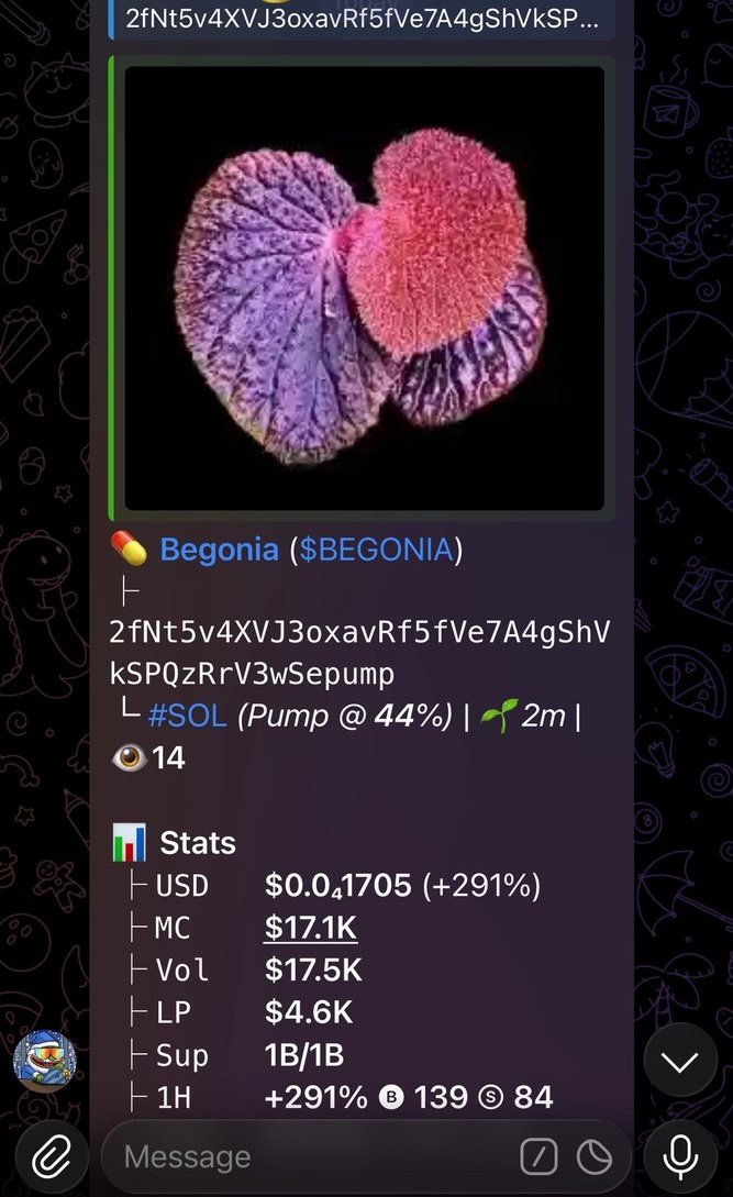 BEGONIA is starting to open up with momentum — this chart's