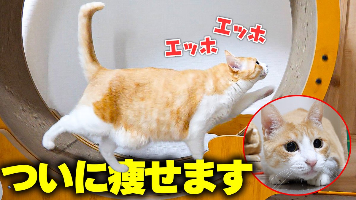 決意】ロビンがついに自分から痩せようとダイエットを始めました 