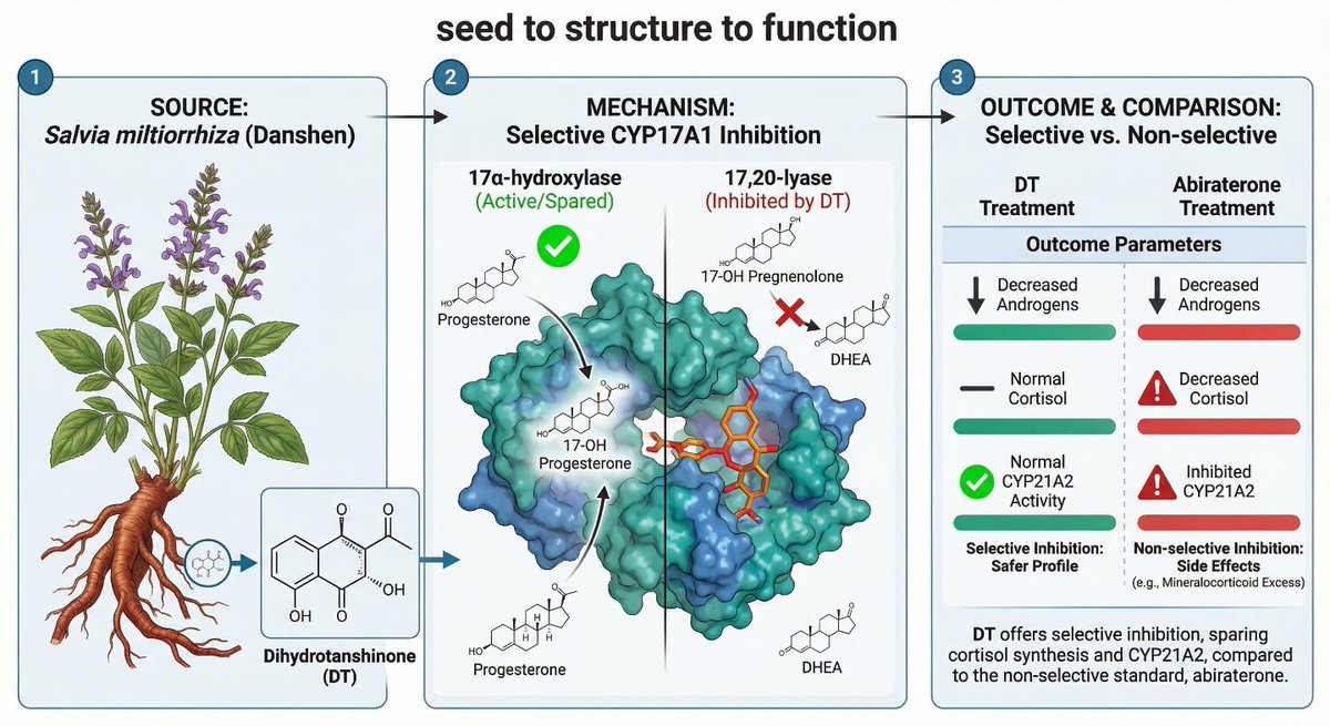 Pandeylab's tweet image. Can we stop androgen excess without crashing cortisol? 🤔

YES 🎯.

Dihydrotanshinone (DT), inhibits CYP17A1 lyase (androgens) not hydroxylase (cortisol).

A huge step forward for safer PCOS &amp;amp; CAH therapies. 🌿💊

Read more: doi.org/10.20944/prepr…

#PCOS #Science #DrugDiscovery